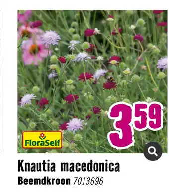 Hornbach Knautia macedonica aanbieding