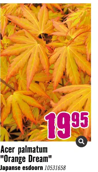 Hornbach Acer palmatum "orange dream" japanse esdoorn 10531658 aanbieding