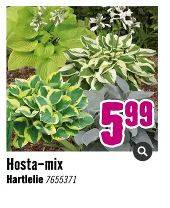 Hornbach Hosta-mix hartlelie 7655371 aanbieding