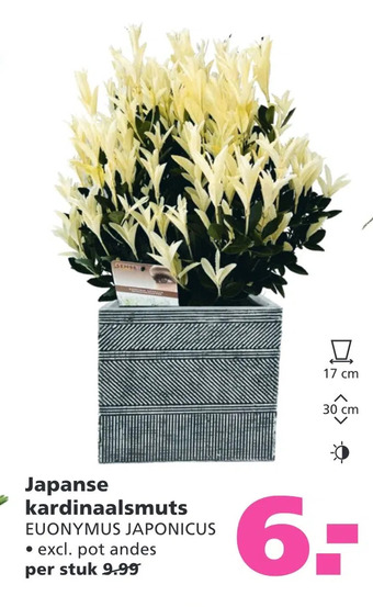 Ranzijn Japanse kardinaalsmuts aanbieding