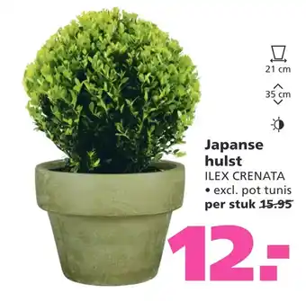 Ranzijn Japanse hulst aanbieding