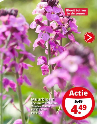 GroenRijk Muurbloem erysimum linifolium 'bowles mauve aanbieding