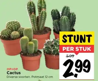 Vomar Voordeelmarkt Cactus 12cm aanbieding