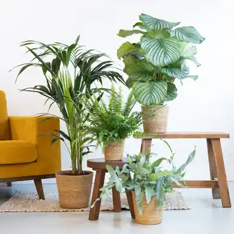 Plantje.nl Groen interieur plantenbox aanbieding