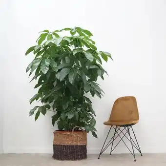 Plantje.nl Schefflera amate aanbieding