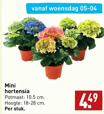 ALDI Mini hortensia aanbieding