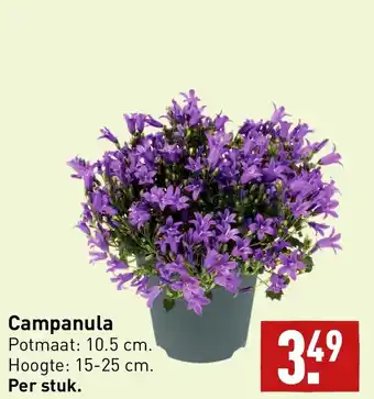 ALDI Campanula aanbieding