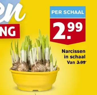 Hoogvliet Narcissen in schaal aanbieding