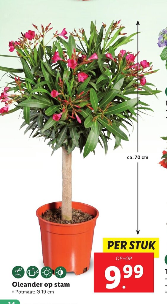 Oleander op stam ca. 70 cm aanbieding bij Lidl