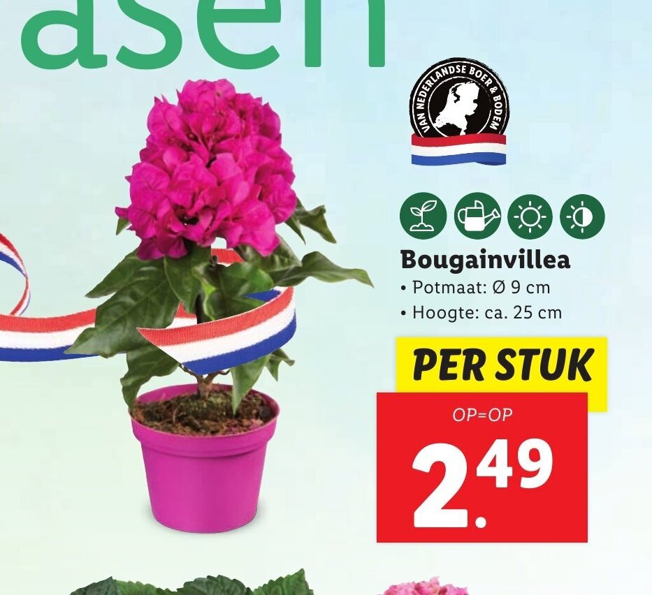 Bougainvillea aanbieding bij Lidl