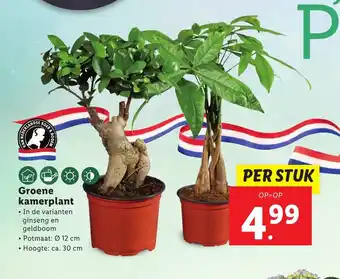 Lidl Groene kamerplant aanbieding