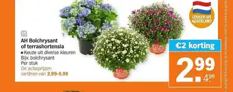 Albert Heijn AH bolchrysant of terrashortensia €2 korting aanbieding