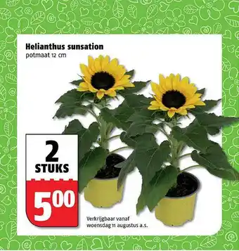 Poiesz Helianthus Sunsation aanbieding