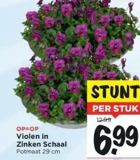 Vomar Voordeelmarkt Op=op violen in zinken schaal potmaat 29 cm aanbieding