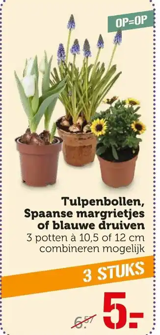 Coop Tulpenbollen, spaanse margrietjes of blauwe druiven 12cm aanbieding