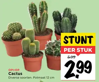 Vomar Voordeelmarkt Cactus aanbieding