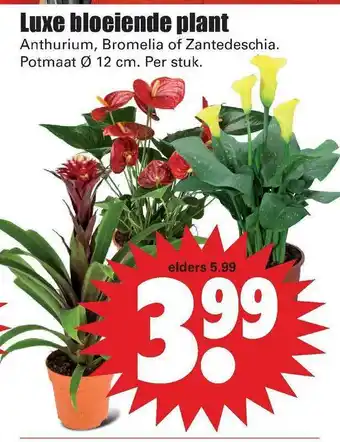 Dirk Luxe Bloeiende Plant : Anthurium, Bromelia Of Zantedeschia aanbieding