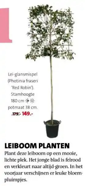 Intratuin Lei-glansmispel (photinia fraseri 'red robin'). stamhoogte 180 cm > aanbieding