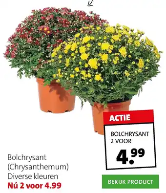 Intratuin Bolchrysant aanbieding