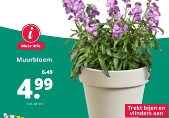 GroenRijk Muurbloem aanbieding