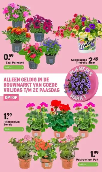 GAMMA Pelargonium zonale aanbieding