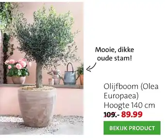 Intratuin Olijfboom Olea Europaea aanbieding