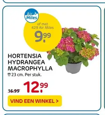 Praxis Hortensia Hydrangea Macrophylla 23 cm aanbieding