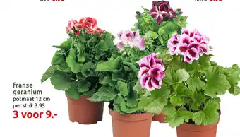 Deka Tuin Franse geranium aanbieding