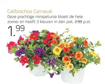 Coppelmans Calibrachoa carnaval aanbieding