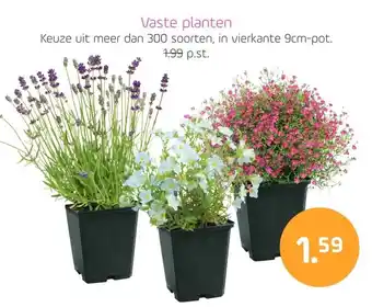 Coppelmans Vaste planten aanbieding