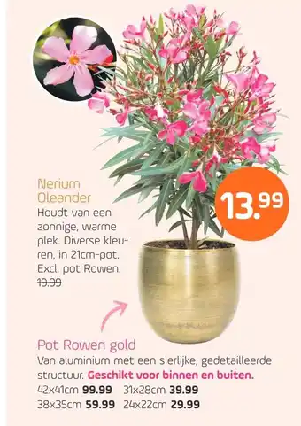 Coppelmans Pot rowen gold aanbieding