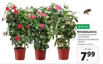 Lidl Klimdipladenia aanbieding