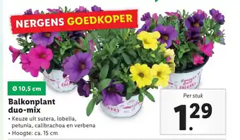 Lidl Balkonplant duo-mix aanbieding