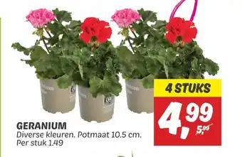 Dekamarkt Geranium 4 stuks aanbieding