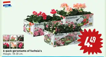 ALDI 6-pack geraniums of fuchsia's aanbieding