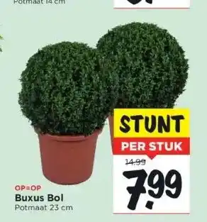 Vomar Voordeelmarkt Op=op buxus bol potmaat 23 cm aanbieding