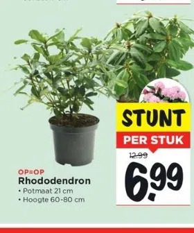 Vomar Voordeelmarkt Rhododendron aanbieding