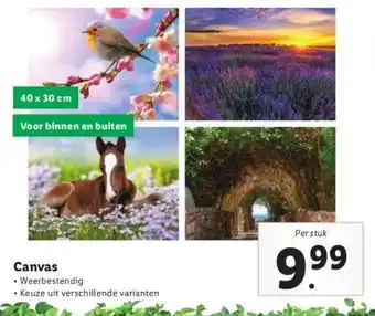 Lidl Canvas aanbieding
