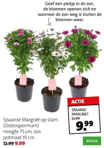 Intratuin Spaanse margriet op stam (osteospermum) hoogte 75 cm, zon potmaat 19 cm aanbieding