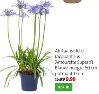 Intratuin Afrikaanse lelie (agapanthus amourette superb') aanbieding
