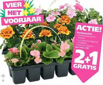 Ranzijn Perkplanten aanbieding