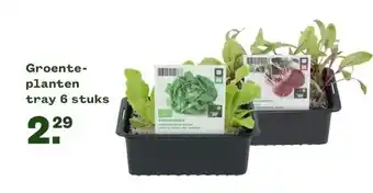 Welkoop Groente planten tray 6 stuks aanbieding