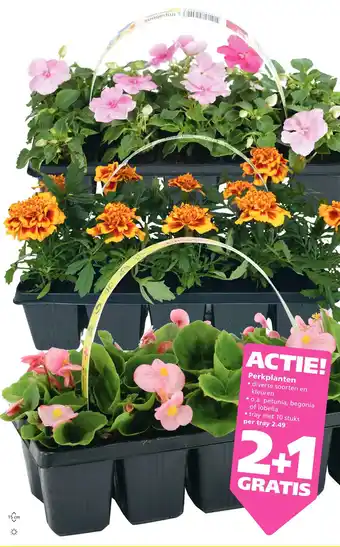 Ranzijn Perkplanten aanbieding