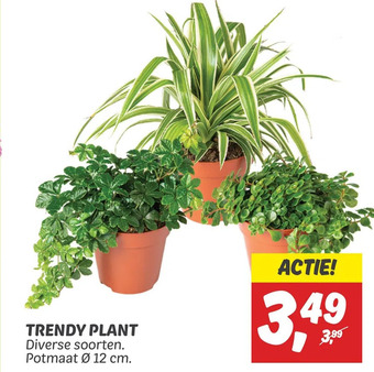 Dekamarkt Trendy plant aanbieding