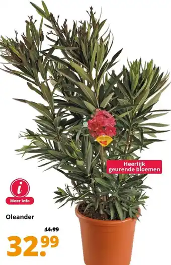 GroenRijk Oleander aanbieding