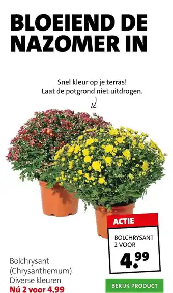 Intratuin Bolchrysant (Chrysanthemum) aanbieding