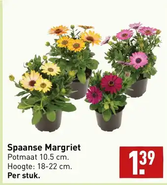 ALDI Spaanse margriet aanbieding