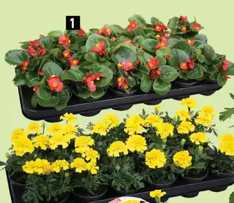 ALDI Perkplant potmaat aanbieding