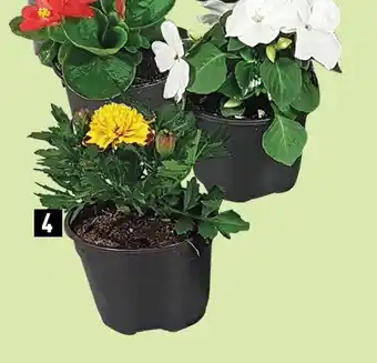 ALDI Perkplant potmaat aanbieding