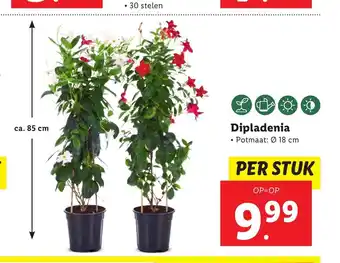 Lidl Dipladenia ca. 85 cm aanbieding